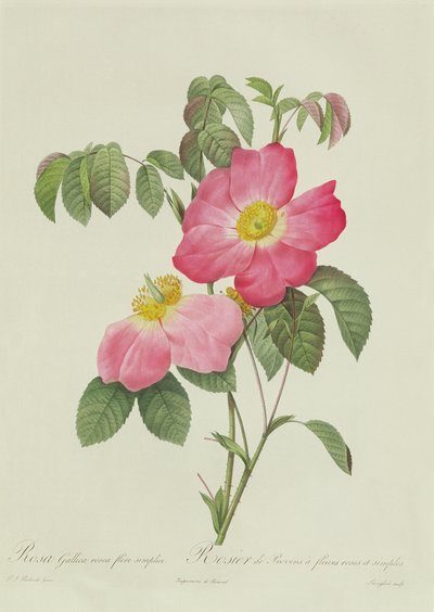 Rosa Tomentosa autorstwa Pierre Joseph Redouté